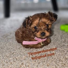Biewer Terrier, Yorkipoo, and Yorkshire Terrier Puppies from Tiny Paws Luxury Pets