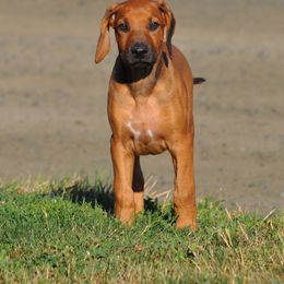 Rhodesian Ridgeback Puppies from Of Course Rhodesian Ridgebacks