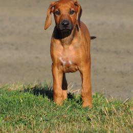Rhodesian Ridgeback Puppies from Of Course Rhodesian Ridgebacks