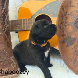 Shaboozey - Brindle male Mastiff puppy in Sioux Falls, South Dakota from Clearbrook Mastiffs