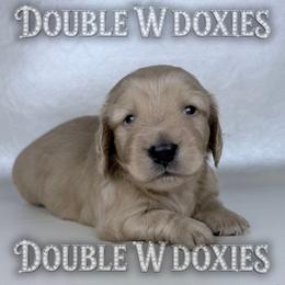Shrek -AKC - Cream male Dachshund puppy in Alto, Texas from Double W Doxies