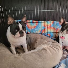 Boston Terrier Puppies from Big Sky Bostons