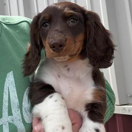 Boy 1 LIMITED AKC - Piebald male Dachshund puppy in Aurora, Missouri from Baker Farms