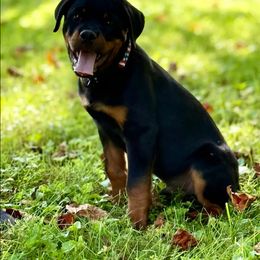 Gem - Black and tan male Rottweiler puppy in Fredericksburg, Virginia from Milton's Rottweilers