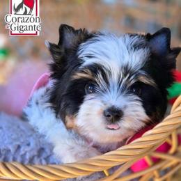 Dylan - Black tan and white female Biewer Terrier puppy in California from Corazon de gigante