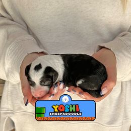Yoshi - Black and white male Sheepadoodle puppy in Cleveland, Tennessee from Narrow Path Old English & Sheepadoodles