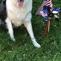 Aussiedoodles, Australian Shepherds, Miniature Australian Shepherds, and Poodles from Lightning K Kanine’s
