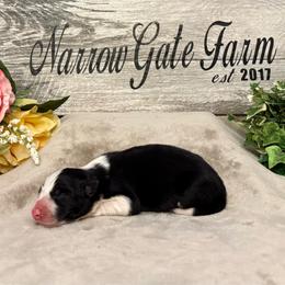 India - Black and white female Border Collie puppy in Moody, Texas from Narrow Gate Farm