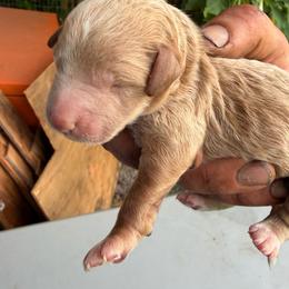 Boy 5 - Cream male Goldendoodle puppy in Willits, California from Big Island Goldendoodles