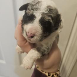 Max - Blue merle male Aussiedoodle puppy in Galena, Illinois from Perry's doodles