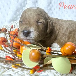 Peach Girl - Red  Goldendoodle puppy in Excelsior Springs, Missouri from Zoodles Micro Goldendoodles