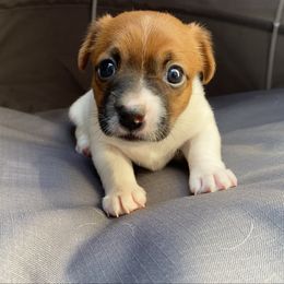Ivy - White and tan female Russell Terrier puppy in Andover, Connecticut from Frog Hollow Farm