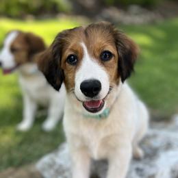 Ryleigh - Nederlandse Kooikerhondje