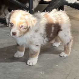 Australian Shepherd Puppies from Turnintheherd Aussies