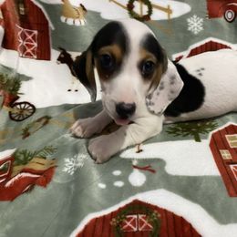 Solo - Piebald male Dachshund puppy in Magnolia, Texas from Carrie’s Countryside Dachshunds