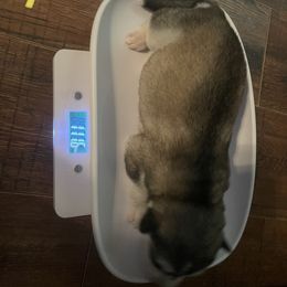 Siberian Husky Puppies from Alexandra's Siberian Huskies