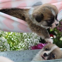 Basset Hound and Pembroke Welsh Corgi Puppies from Northstar Corgis and Basset Hounds