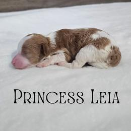 Leia - Red female Cavapoo puppy in South Jordan, Utah from Lucky Doodle Pups