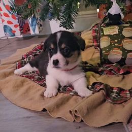 Pembroke Welsh Corgi Puppies from McMillion Corgis