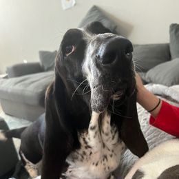 Basset Hound Puppies from Howlin Hounds