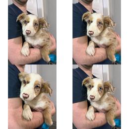 Girl 1 - Sable merle female Border Collie puppy in Asheboro, North Carolina from Coble Kennels