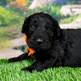 Pumpkin - Black male Goldendoodle puppy in Springfield, Oregon from Oregon's Oodles of poodles & doodles