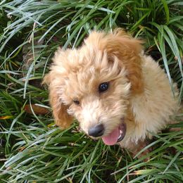 Poodles from Mitchell's Canine Companions