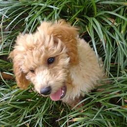 Poodles from Mitchell's Canine Companions