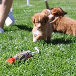 Nova Scotia Duck Tolling Retriever Puppies from Red Hill Tollers