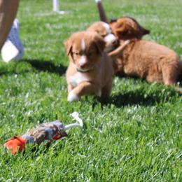 Nova Scotia Duck Tolling Retriever Puppies from Red Hill Tollers