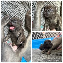 Liberty - Brindle female French Bulldog puppy in Carlisle, Ohio from Gibson Acres