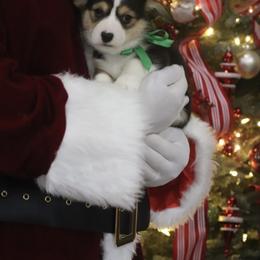 Boy 2 - Black and tan male Pembroke Welsh Corgi puppy in Ville Platte, Louisiana from Flat town corgis