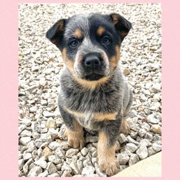 Australian Cattle Dog Puppies from Dusty Boots Ranch
