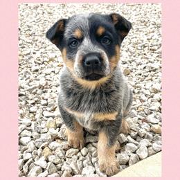 Australian Cattle Dog Puppies from Dusty Boots Ranch