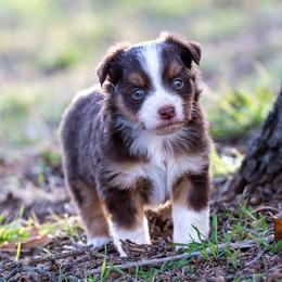 Miniature American Shepherd, Miniature Australian Shepherd, and Toy Australian Shepherd Puppies from Best Little Aussies