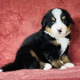 Red Collar Male - Black rust and white male Bernese Mountain Dog puppy in Bristol, Tennessee from Holston Hollow Farm