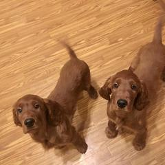 Irish Setter Puppies from Stomar Irish Setters