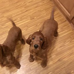 Irish Setter Puppies from Stomar Irish Setters