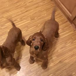 Irish Setter Puppies from Stomar Irish Setters