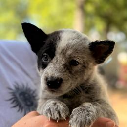 Half mask beautiful girl - Red speckled female Australian Cattle Dog puppy in Scurry, Texas from RedHorizon AKC Australian Cattle Dogs (Heelers)