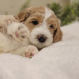 Charles Bingley- BLUE - Parti male Goldendoodle puppy in Fort Worth, Texas from Stacy Warwick