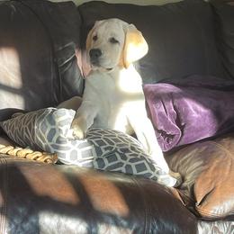 Labrador Retriever All Grown Up from Five Star Labradors