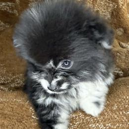Lily - Blue merle female Pomeranian puppy in Tucson, Arizona from Kristy's Pomeranians