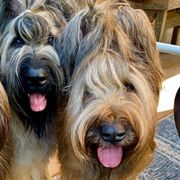 Briards from Bri'Annahs Briards