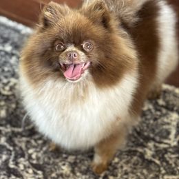 Kitkat - Pomeranian