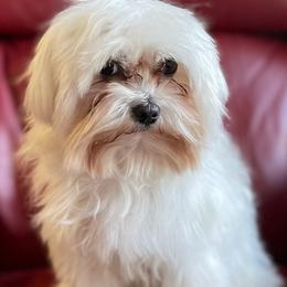 Maltipoos and Poodles from Wright Pups