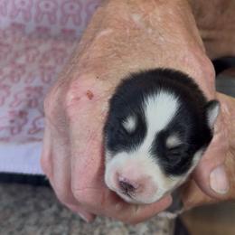 Ziggy - Black and white female Pomsky puppy in Spring Hill, Florida from PDQ Pomskies