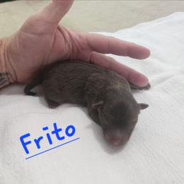 Frito - Chocolate and tan male Pomeranian puppy in Tyner, Kentucky from Tanner's Majestix Kennels