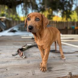 Lux - Yellow merle female Catahoula Leopard Dog puppy in Okeechobee, Florida from Lazy 44 Catahoulas