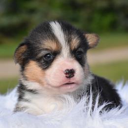 Lucas - Black and tan male Pembroke Welsh Corgi puppy in Gober, Texas from Trigger Time Kennels